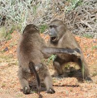 fighting baboons